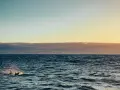 Delfiny w oceanie przy zachodzącym słońcu. Piękna madera pogoda wrzesień.