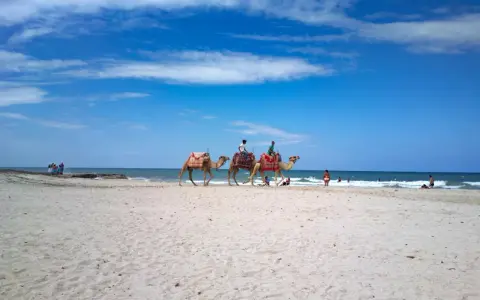 Djerba plaże: wielbłądy z jeźdźcami na piaszczystej plaży, w tle błękitne morze i niebo.