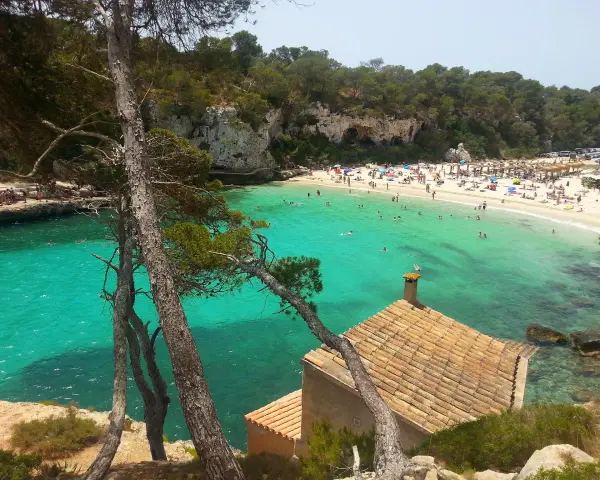 Piękne majorka plaże z turkusową wodą, skalistymi klifami i sosnami. W oddali widać tłum plażowiczów i mały domek z ceglanym dachem.