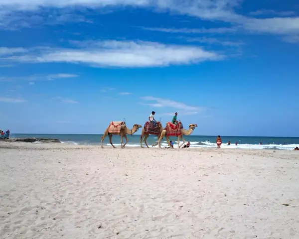 Djerba plaże: wielbłądy z jeźdźcami na piaszczystej plaży, w tle błękitne morze i niebo.