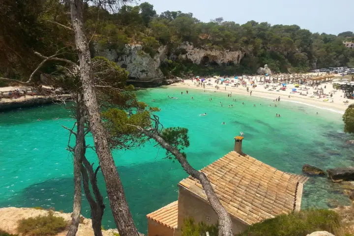 Piękne majorka plaże z turkusową wodą, skalistymi klifami i sosnami. W oddali widać tłum plażowiczów i mały domek z ceglanym dachem.