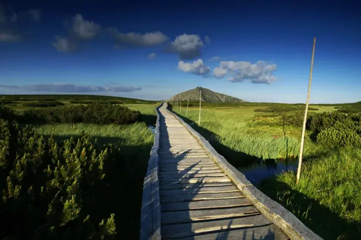 Drewniana kładka prowadzi przez zielone łąki i kosodrzewiny w Karkonoszach. Szlaki górskie zapraszają do wędrówki ku Snieżce.