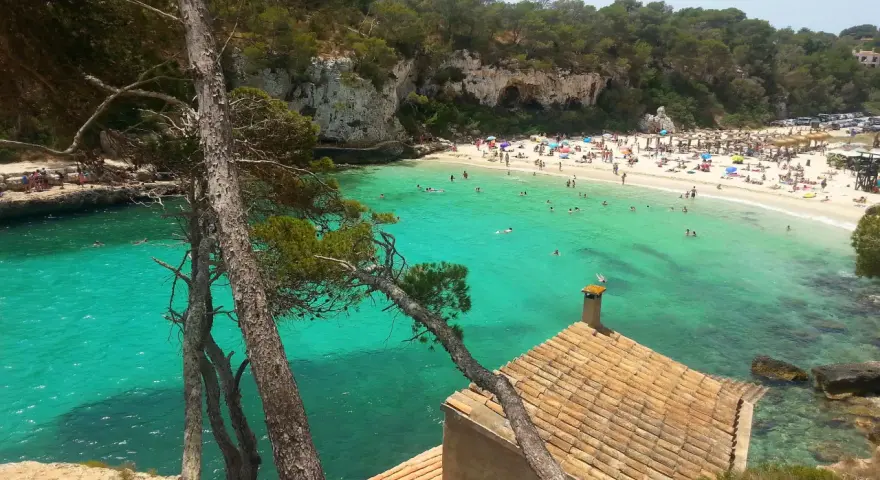 Piękne majorka plaże z turkusową wodą, skalistymi klifami i sosnami. W oddali widać tłum plażowiczów i mały domek z ceglanym dachem.