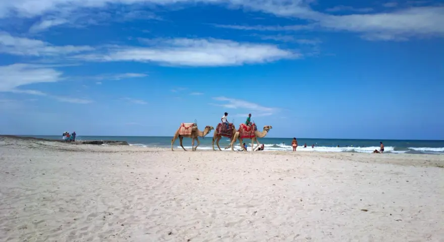 Djerba czy warto jechać? Piękna plaża, błękitne niebo i wielbłądy na piasku. Idealne miejsce na wakacje.