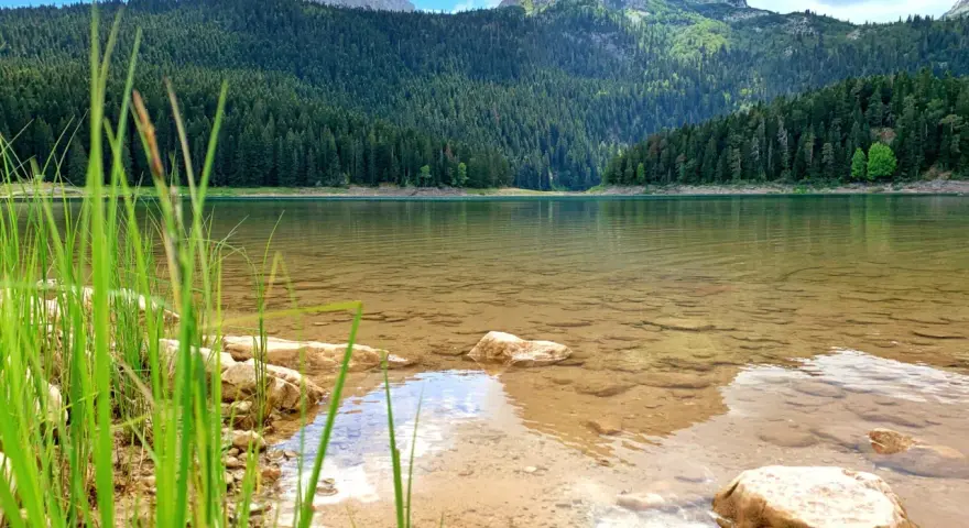 Spokojne jezioro w Durmitor National Park, otoczone gęstym lasem iglastym i majestatycznymi górami.