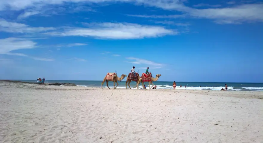 Djerba plaże: wielbłądy z jeźdźcami na piaszczystej plaży, w tle błękitne morze i niebo.