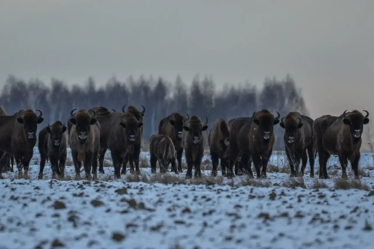 Stado żubrów na śniegu. Idealny widok dla każdego, kto planuje zwiedzanie Białowieży zimą.