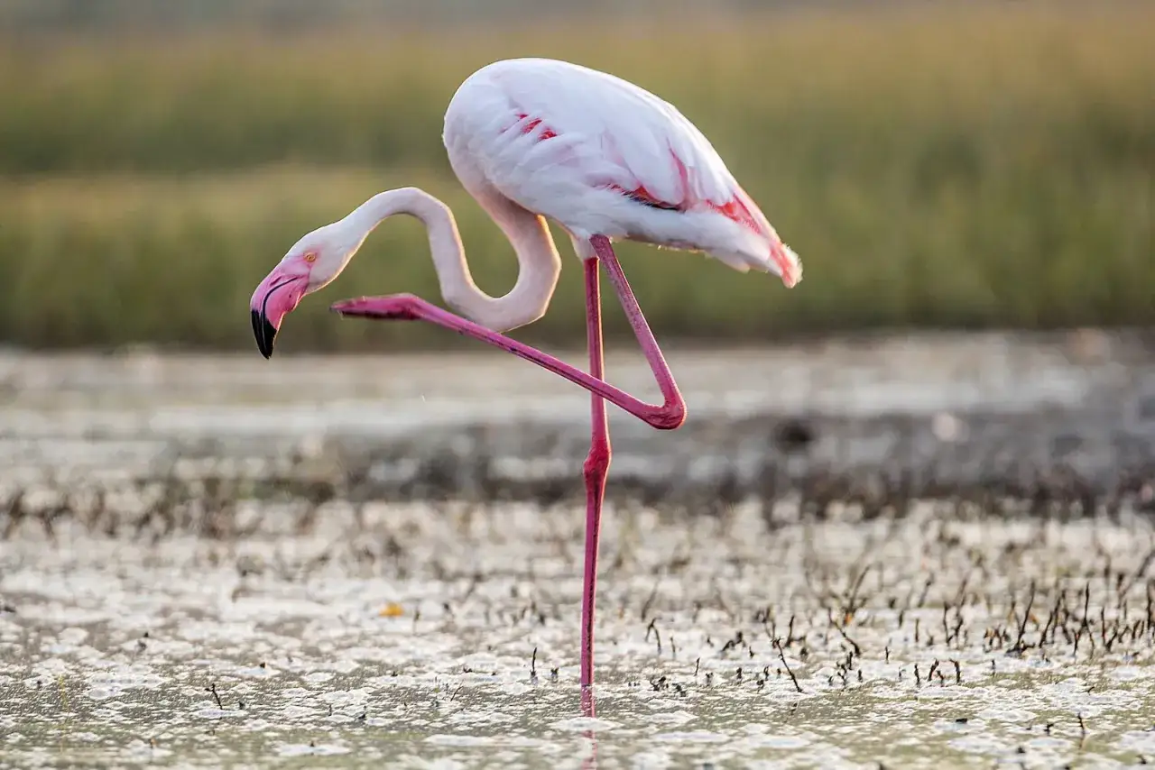 Różowy flaming na jednej nodze w płytkiej wodzie na Djerbie. Piękne djerba flamingi w naturalnym środowisku.